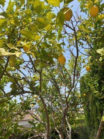 Authentic Groundfloor Apartment In Beautiful Villa, Jávea エクステリア 写真
